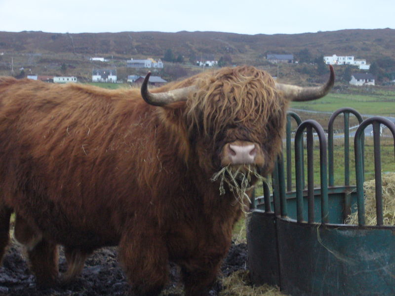 Coole Highland Cow