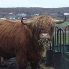 Coole Highland Cow