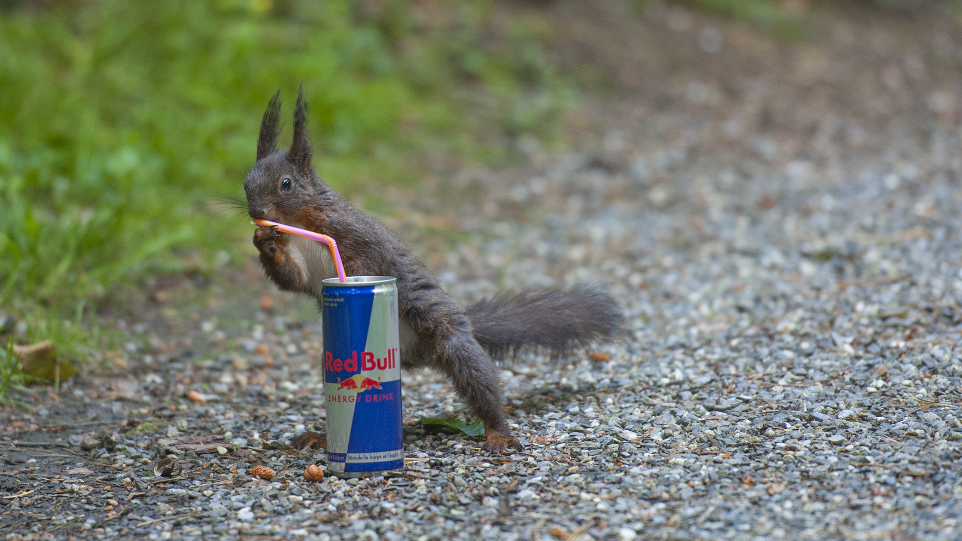 Coole Hörnchen trinken Red Bull