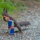 Coole Hörnchen trinken Red Bull