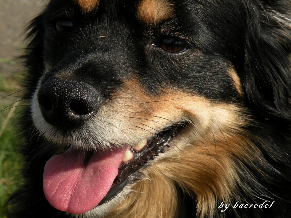 coole HundeSchnauze... nicht nur...