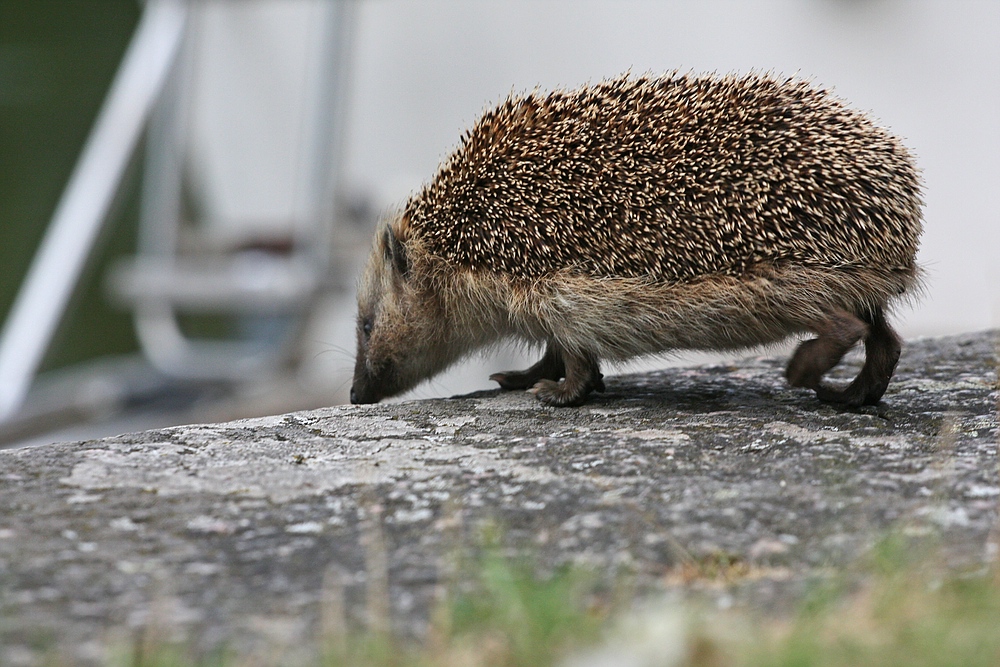 Coole Igel...