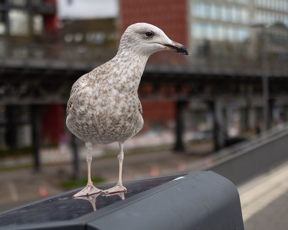 Coole junge Möve Foto & Bild | deutschland, europe, hamburg Bilder auf ...
