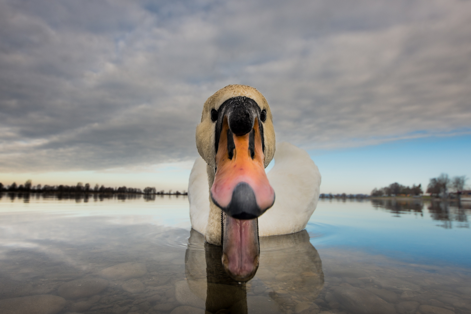 Coole Kamera Foto Bild Tiere Wildlife Wild Lebende Vogel Bilder Auf Fotocommunity