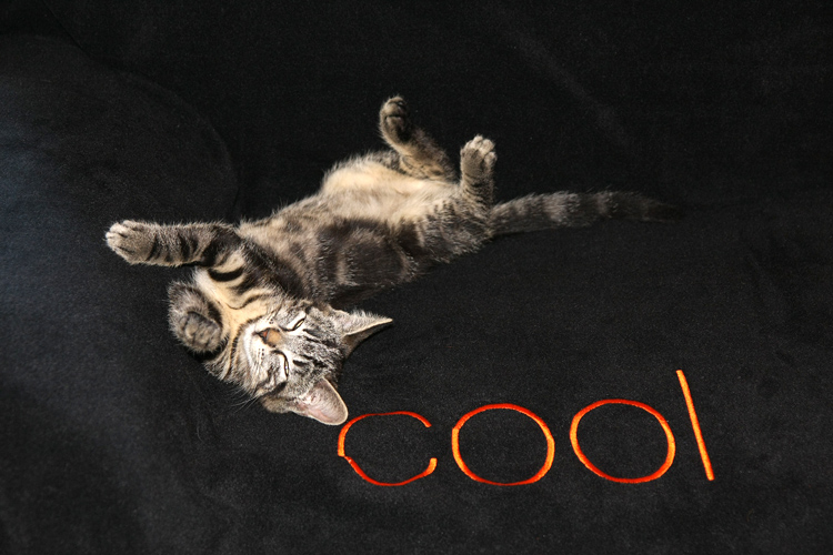 Coole Katze Foto & Bild | tiere, tierkinder, natur Bilder auf fotocommunity