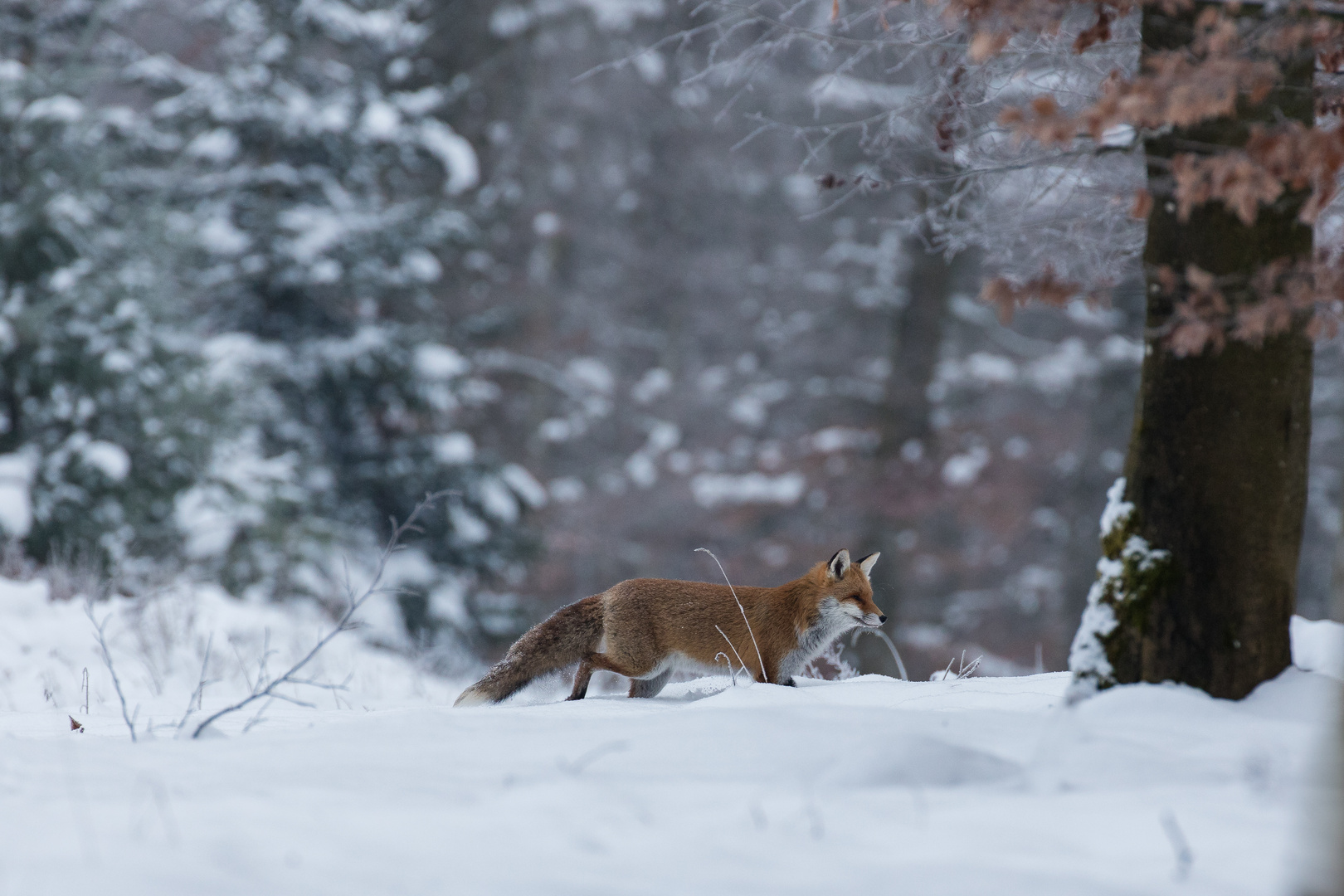 Coole minus 14°C...