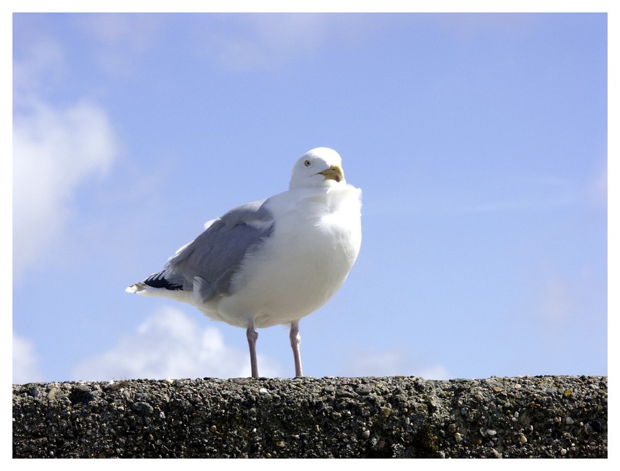 Coole Möwe