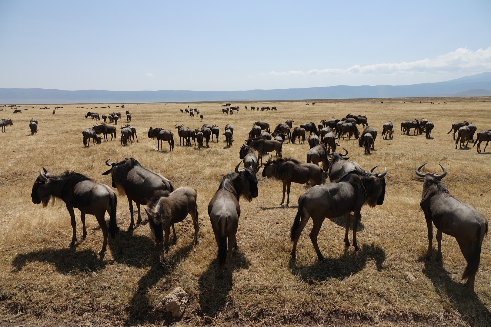 coole Perspektive / Serengeti 