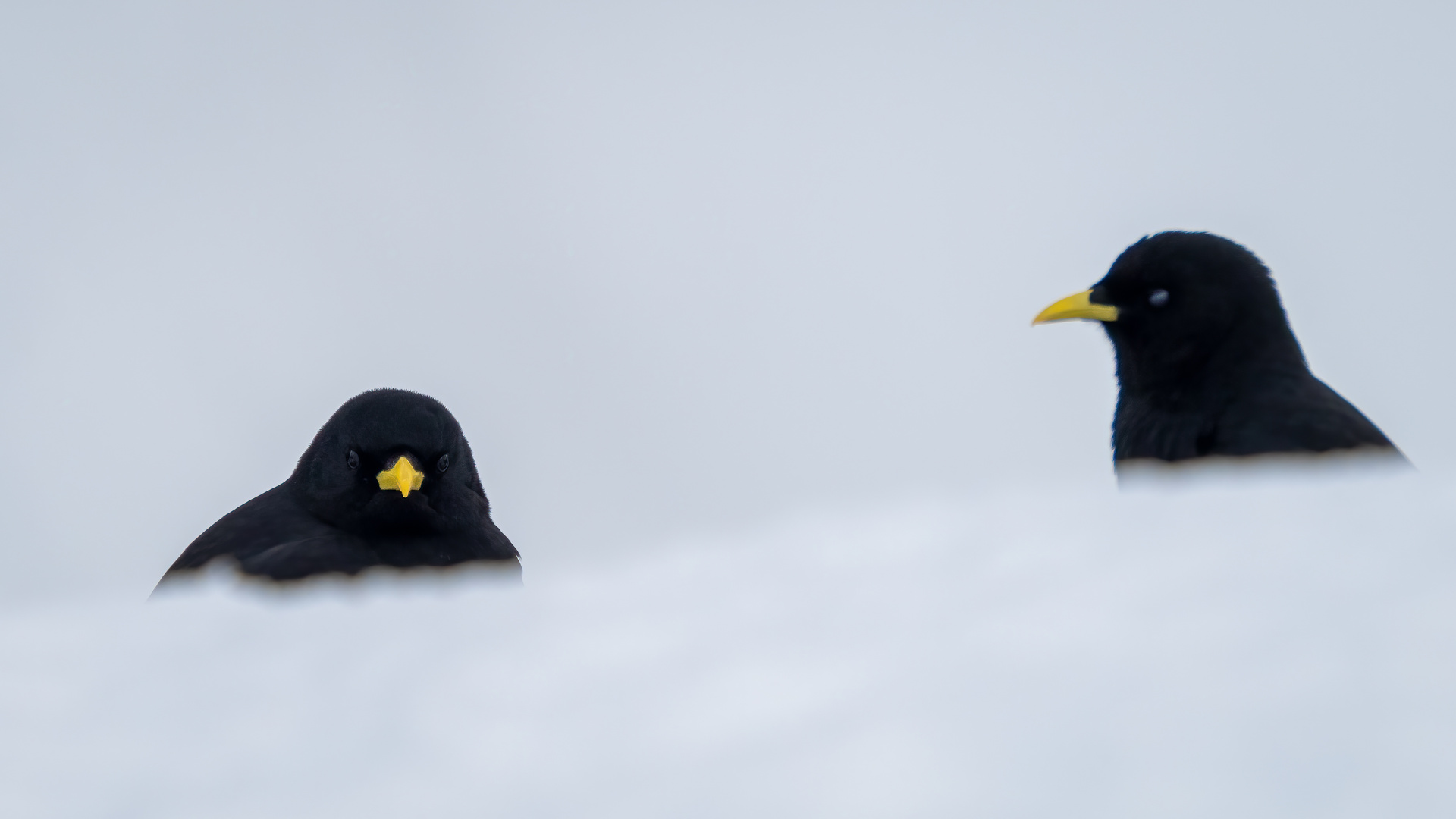 Coole schwarze Alpendohlen im weissen Schnee