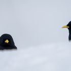 Coole schwarze Alpendohlen im weissen Schnee