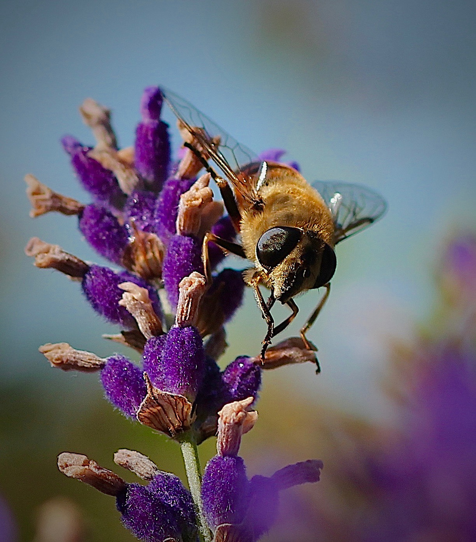 Coole Schwebfliege