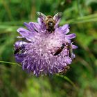 .." coole" Schwebfliege