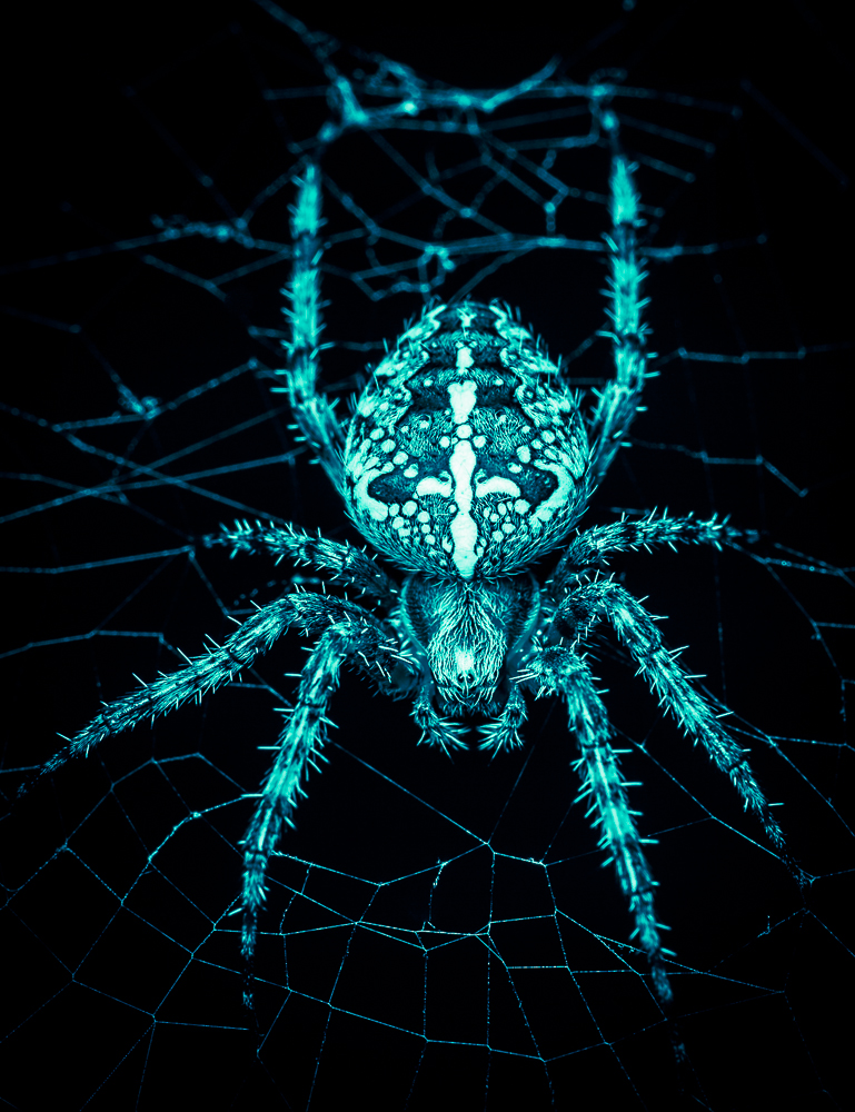 Coole Spinne Foto Bild Tiere Wildlife Spinnen Bilder Auf Fotocommunity