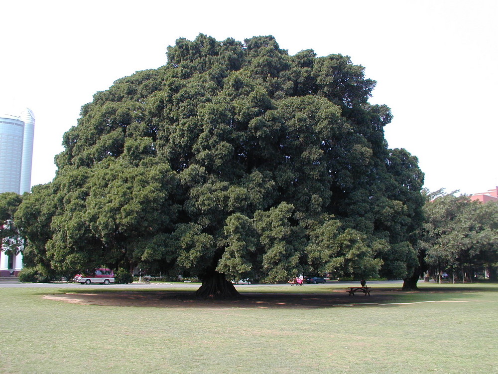 Cooler Baum gesehen in Taiwan