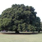 Cooler Baum gesehen in Taiwan