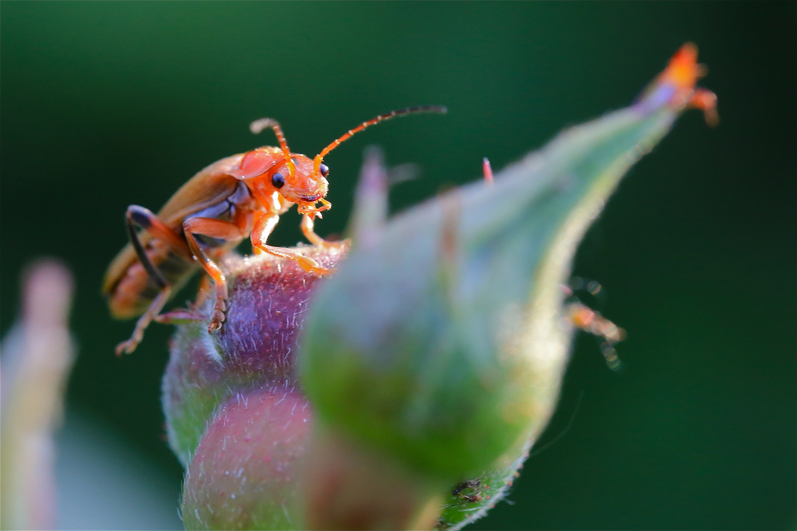 ..cooler Blick