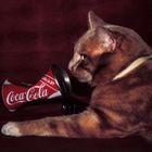 Cooler Cola-Kater