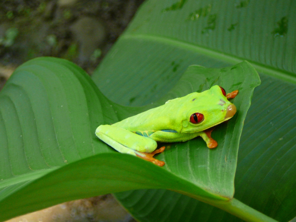 Cooler Frosch, Costa Rica