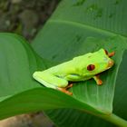 Cooler Frosch, Costa Rica