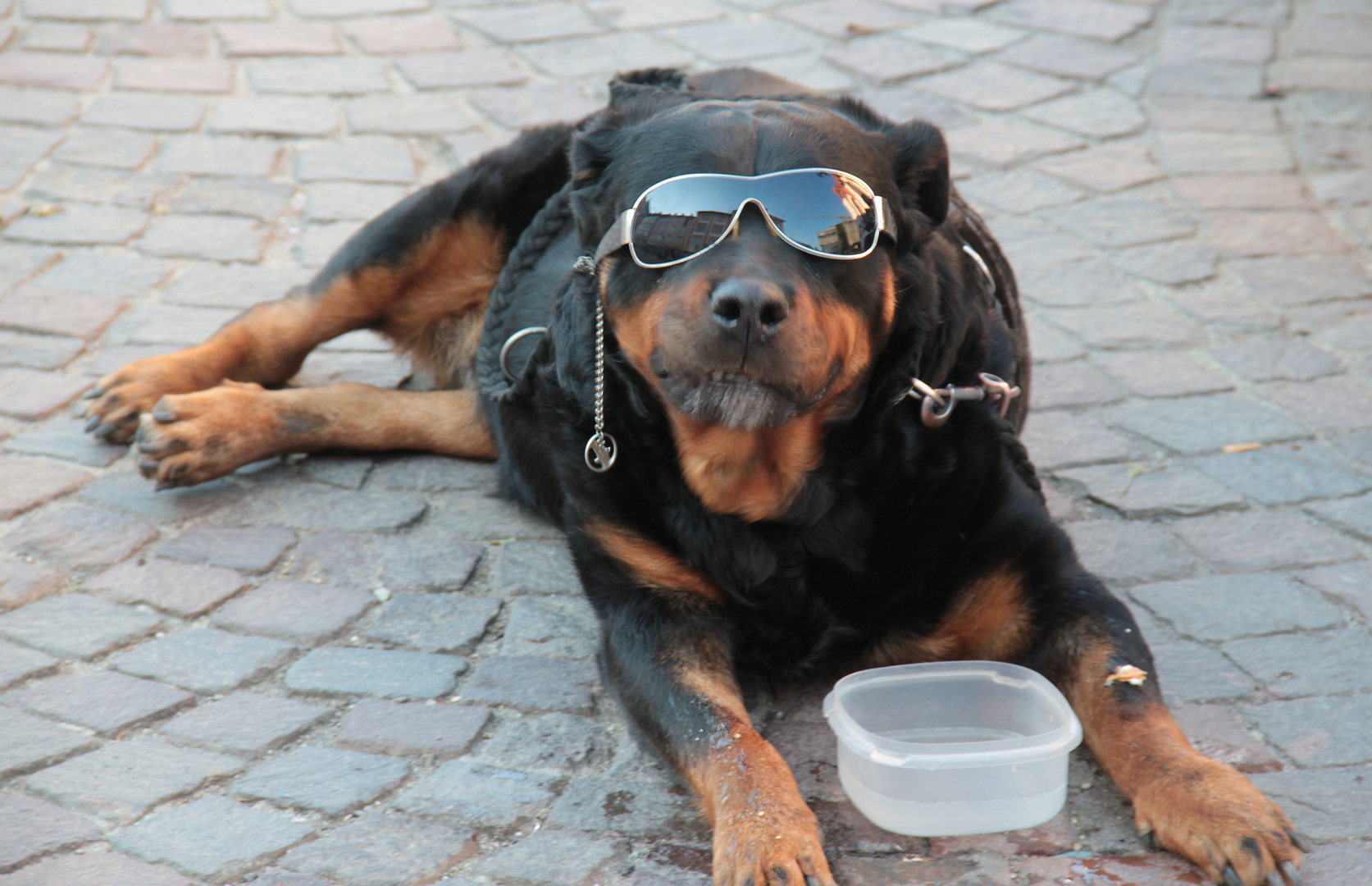 cooler Hund Foto & Bild tiere, haustiere, hunde Bilder auf