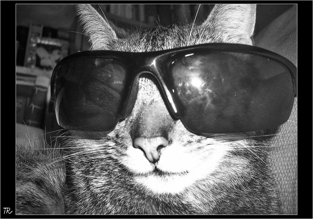 Cooler Kater