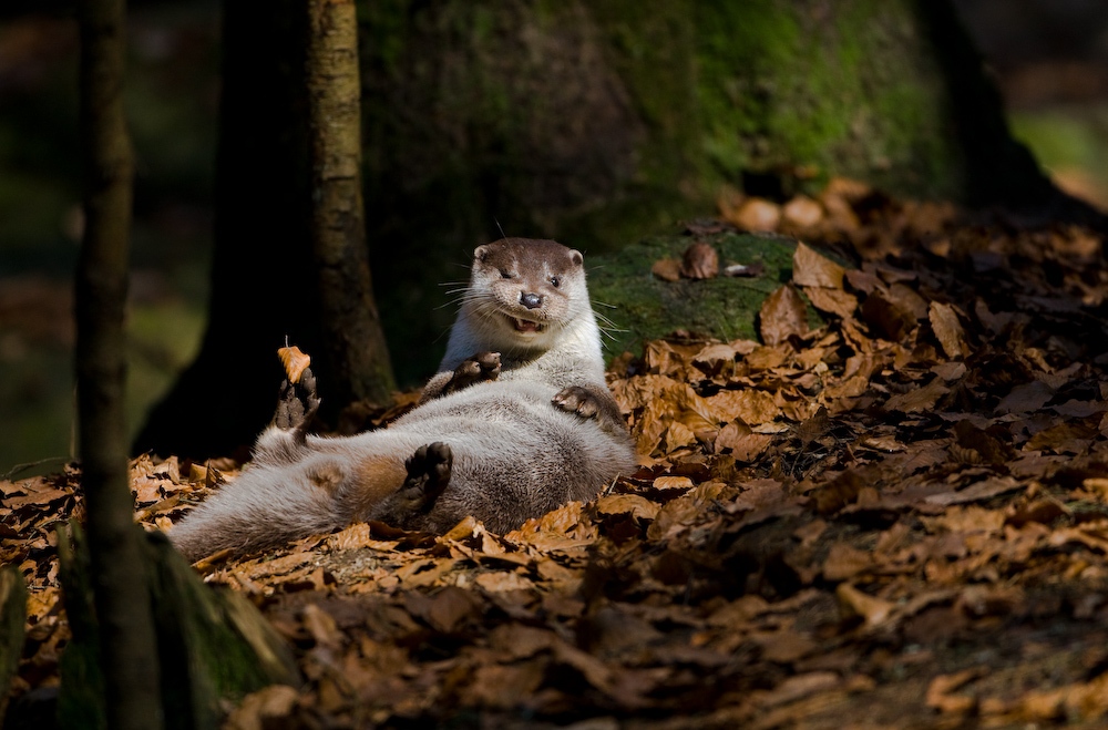 Cooler Otter ;-)