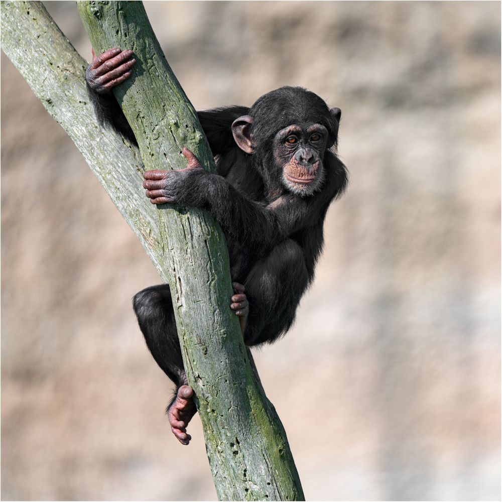 Cooler Schimpanse.....