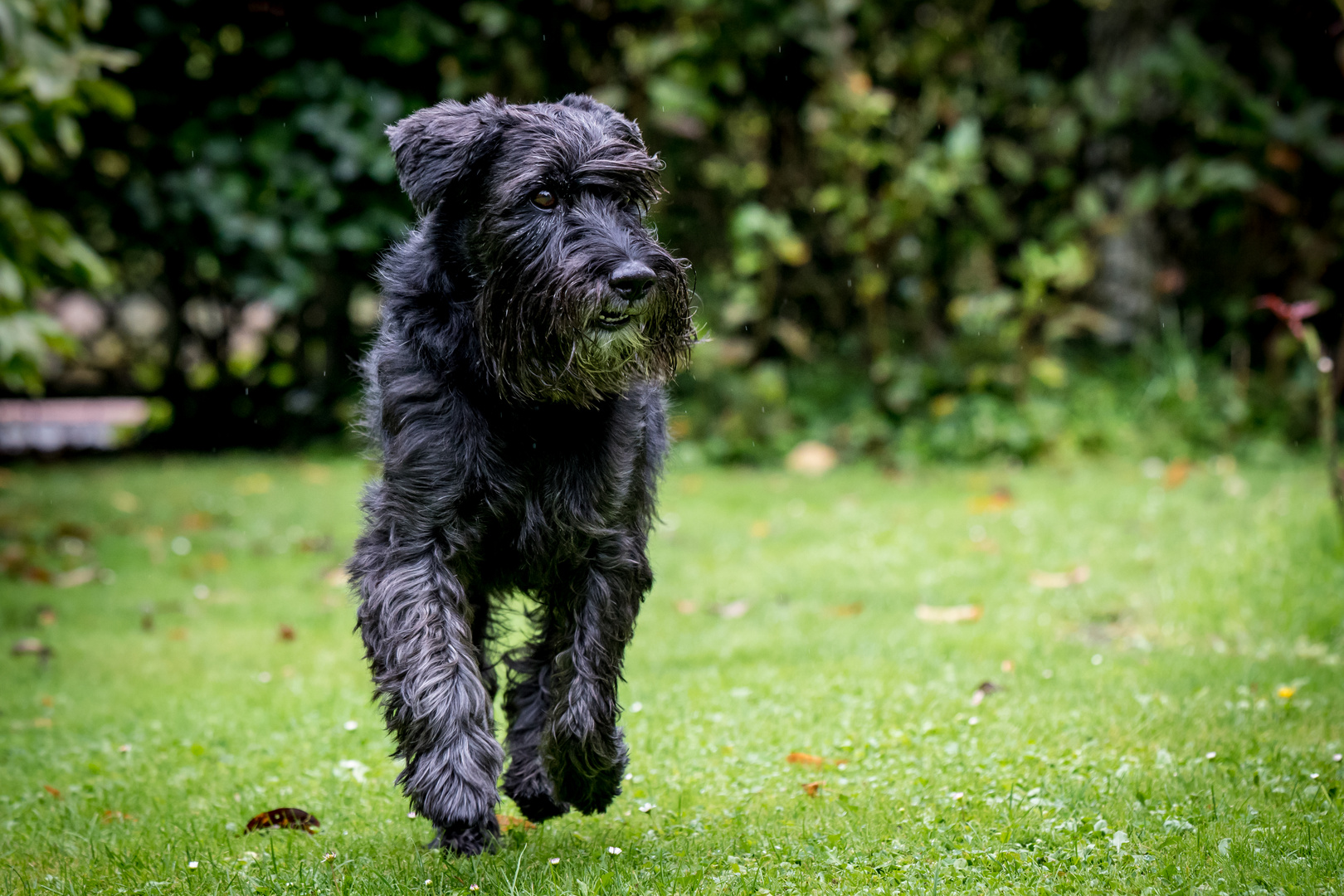 Cooler Schnauzer