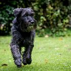 Cooler Schnauzer