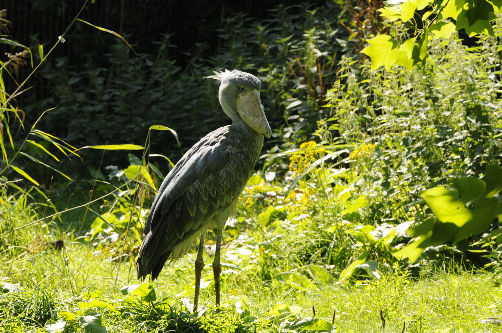 cooler vogel