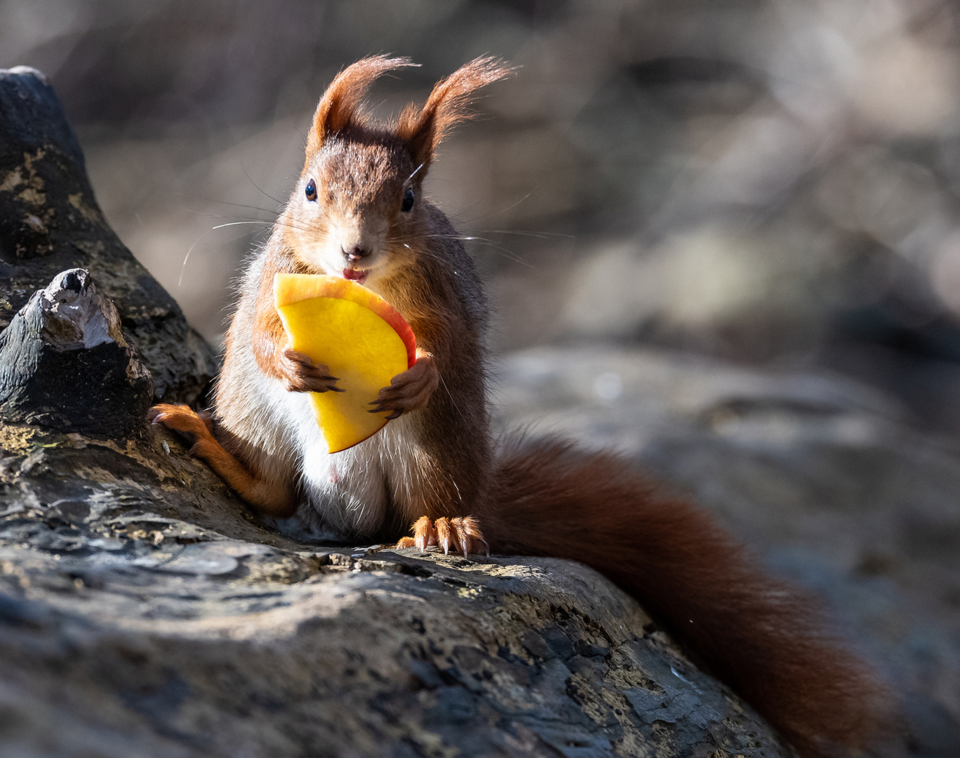 Cooles Eichhörnchen mit Apfel ...