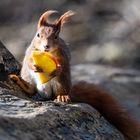 Cooles Eichhörnchen mit Apfel ...