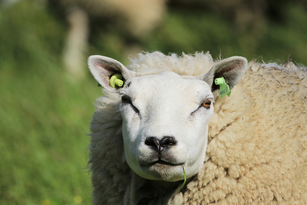 Cooles Texel-Schaf