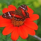 "Coolie" - (Anartia amathea) LINNAEUS, 1758 Family - NYMPHALIDAE