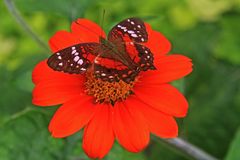 "Coolie" - (Anartia amathea) LINNAEUS, 1758 Family - NYMPHALIDAE