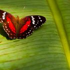 "Coolie"  - (Anartia amathea)  LINNAEUS, 1758 Family - NYMPHALIDAE