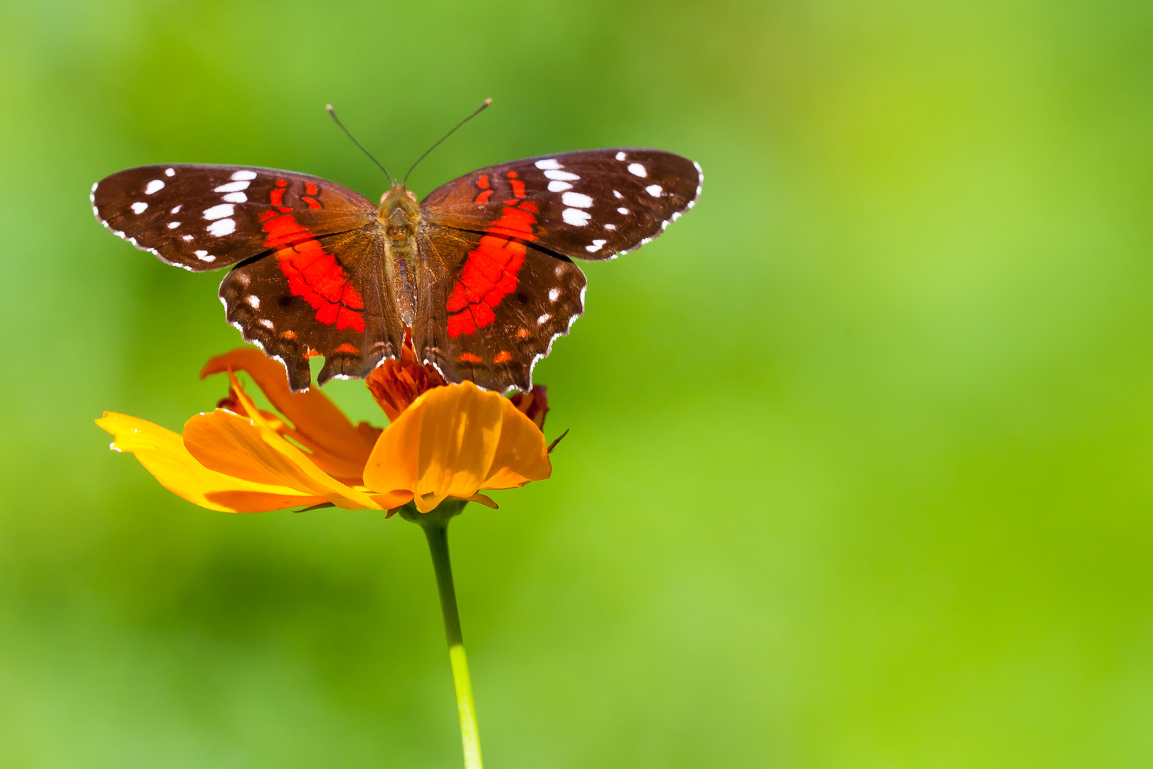 "Coolie"  - (Anartia amathea)  LINNAEUS, 1758 Family - NYMPHALIDAE