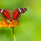 "Coolie"  - (Anartia amathea)  LINNAEUS, 1758 Family - NYMPHALIDAE