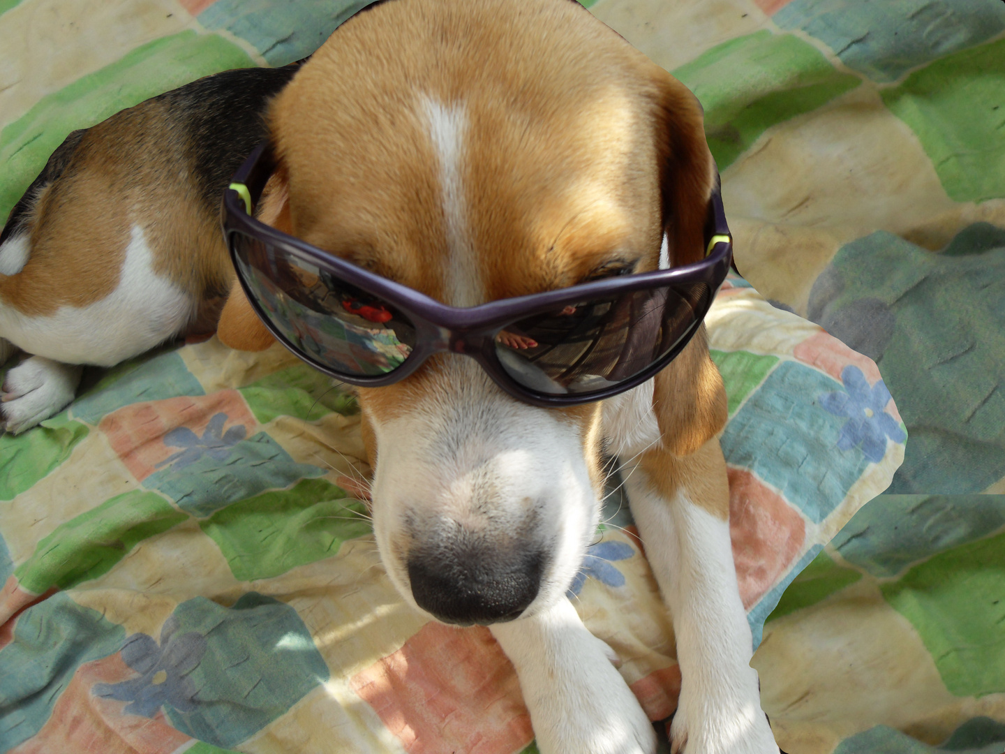 Coolster Beagle