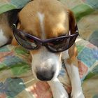 Coolster Beagle