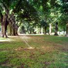 Coombe Abbey Park