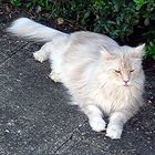 Coonie Kater Sammy zum ersten Mal in Garten