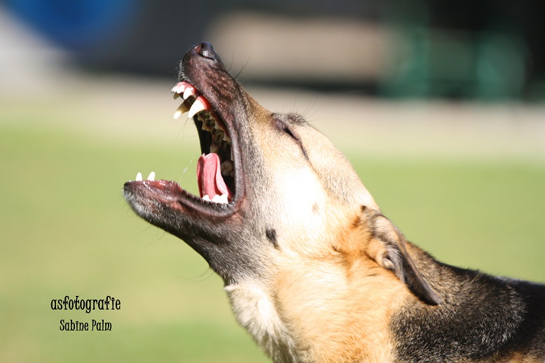 Cooper der Schutzhund