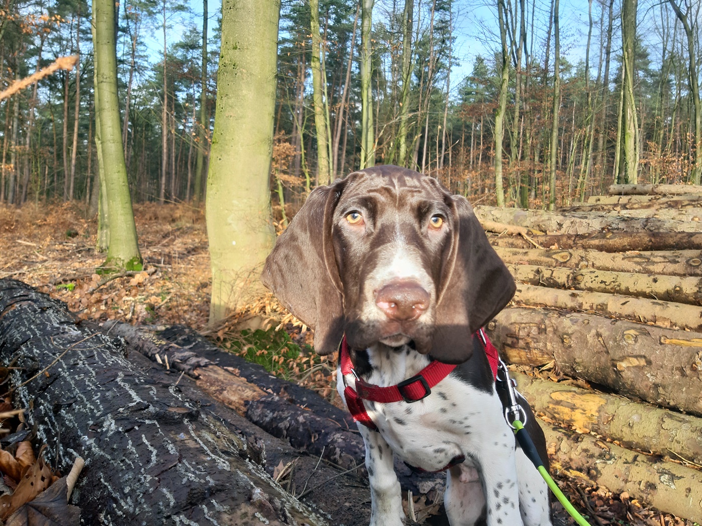 Cooper im Holz