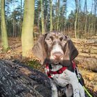 Cooper im Holz