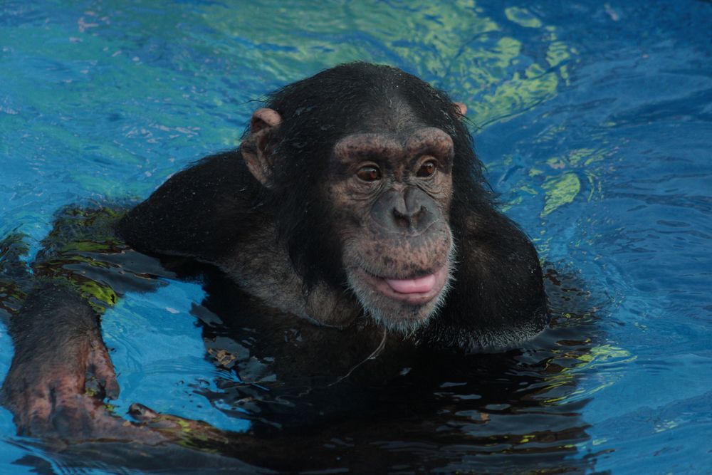 Cooper, one of the few diving chimps in the world