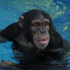 Cooper, one of the few diving chimps in the world