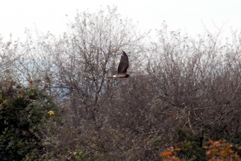 Cooper's Hawk