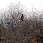 Cooper's Hawk