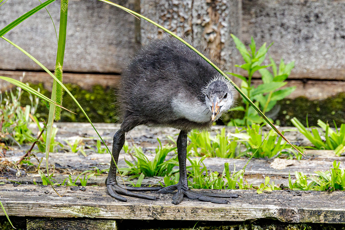 Coot / Blässhuhn